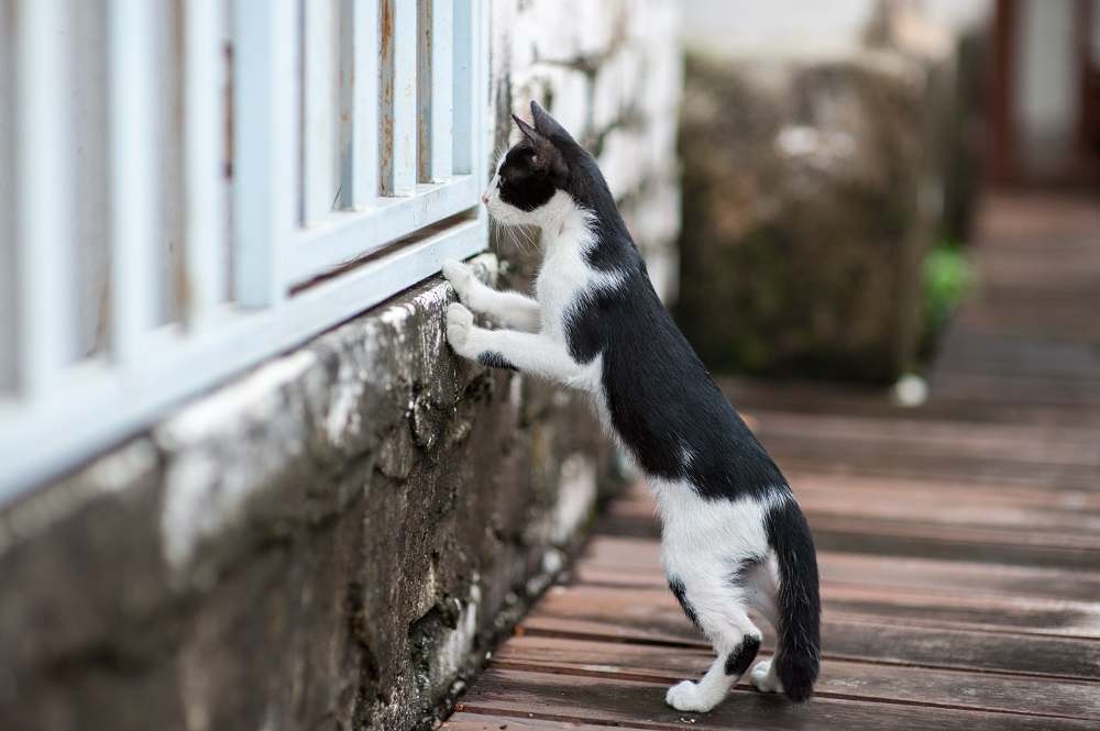 Chat regardant à travers la clôture