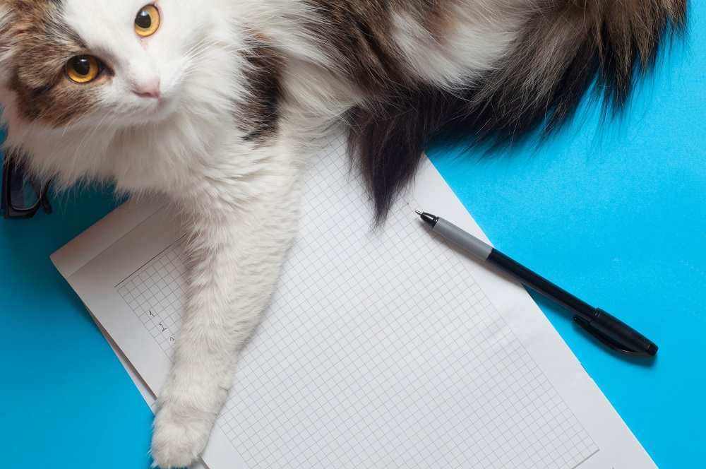 Un chat sur papier veut attirer l'attention