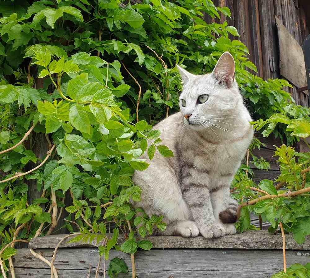 Un chat et une grande clôture