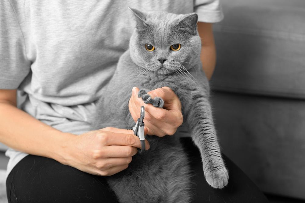 Un chat dont les griffes sont coupées par un soignant humain, avec une approche ciblée et prudente pour assurer le confort et la sécurité du chat pendant le processus de toilettage.