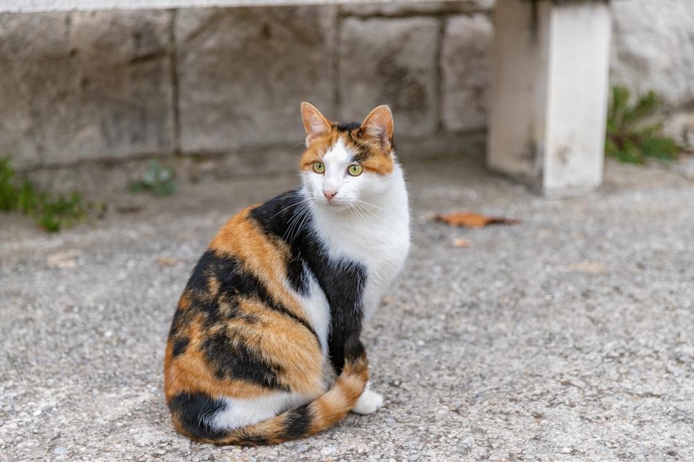 Un chat assis dans la rue, observant son environnement.