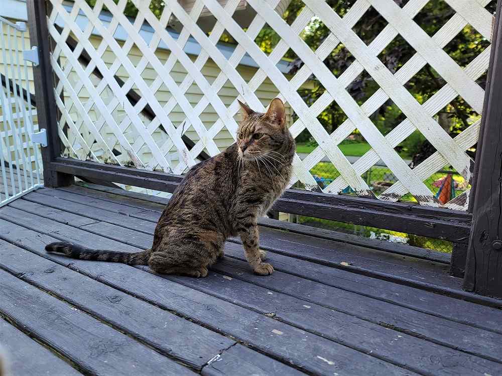 Chat avec une barrière fermée