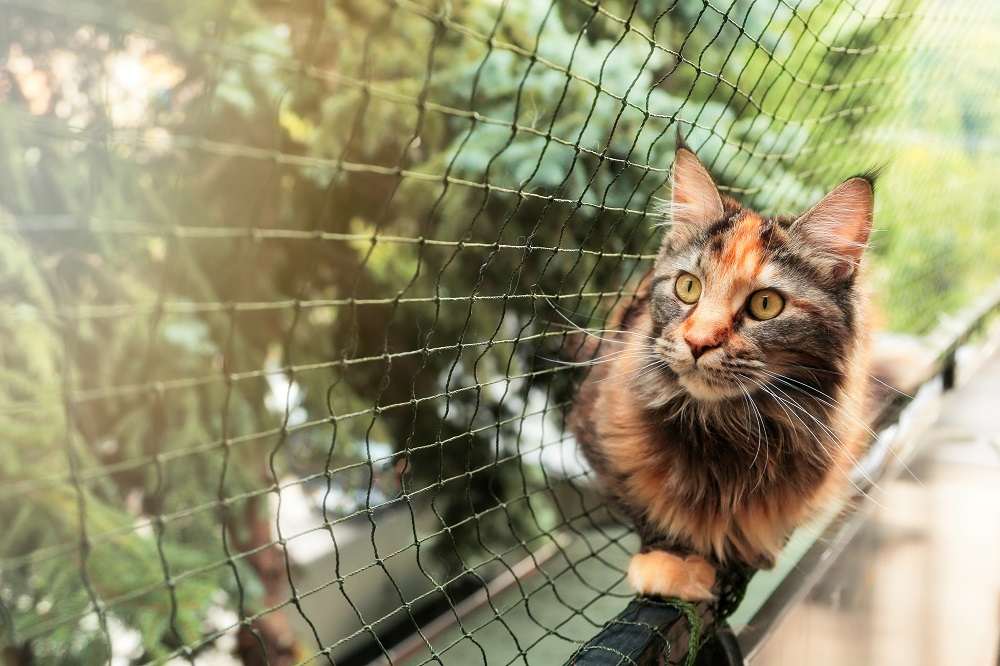 Chat avec clôture de protection