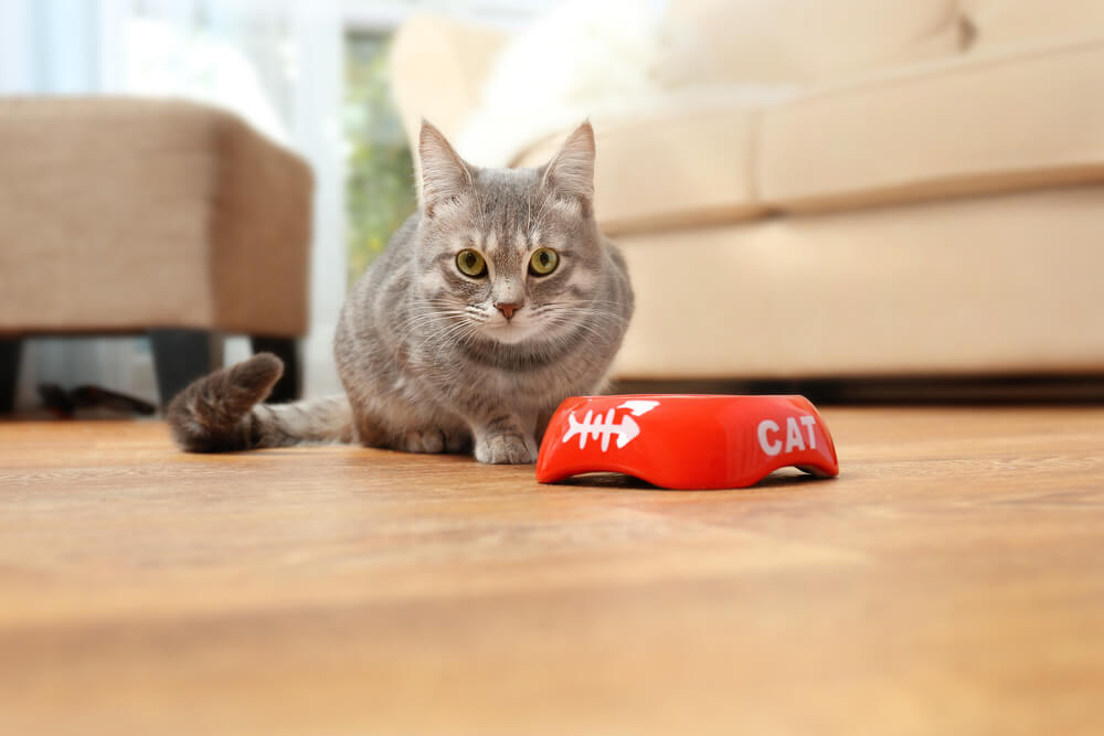 Un chat mignon mange de la nourriture à la maison