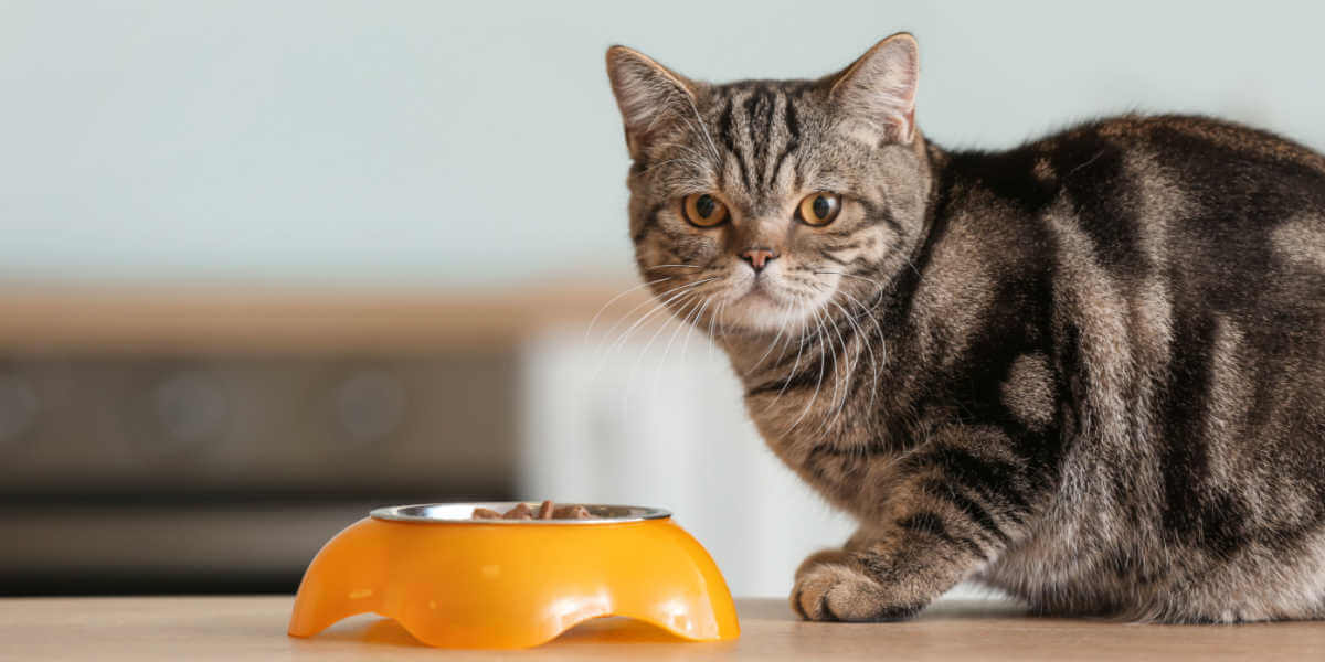 Chat mignon près d'un bol avec de la nourriture