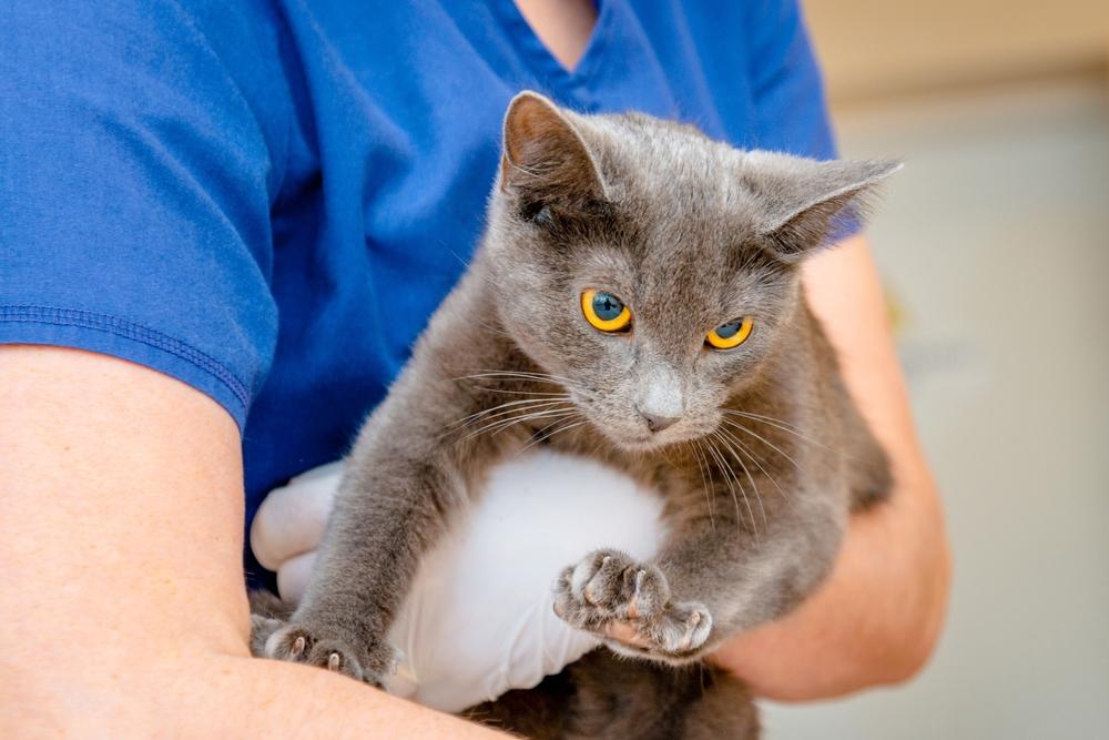 Le docteur vétérinaire tient un chat birman mignon