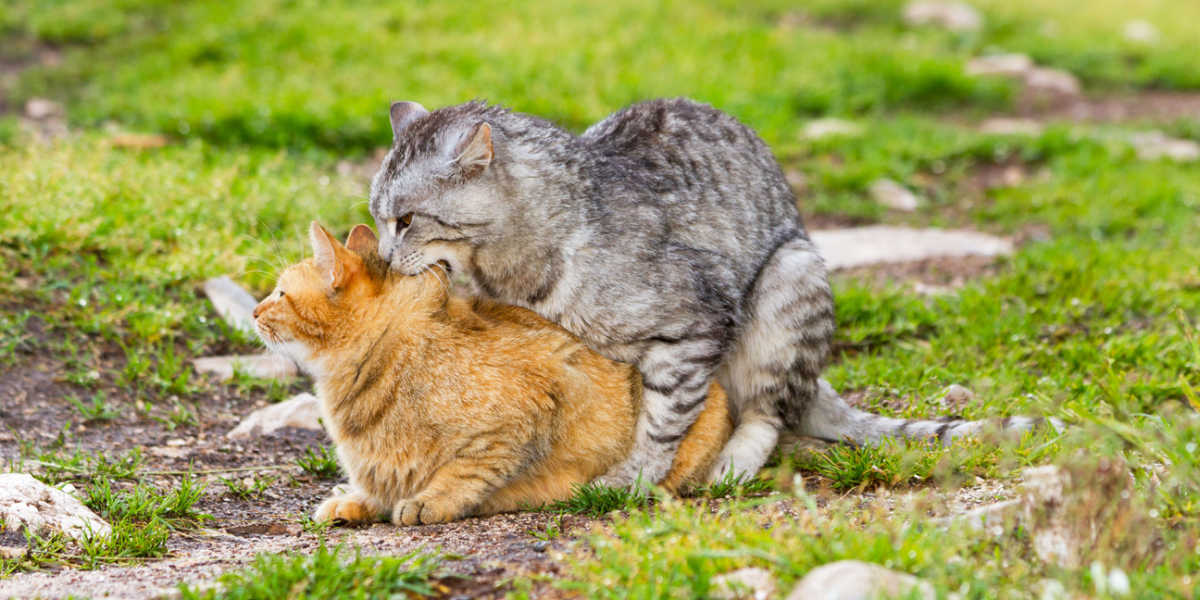 Accouplement de chats domestiques