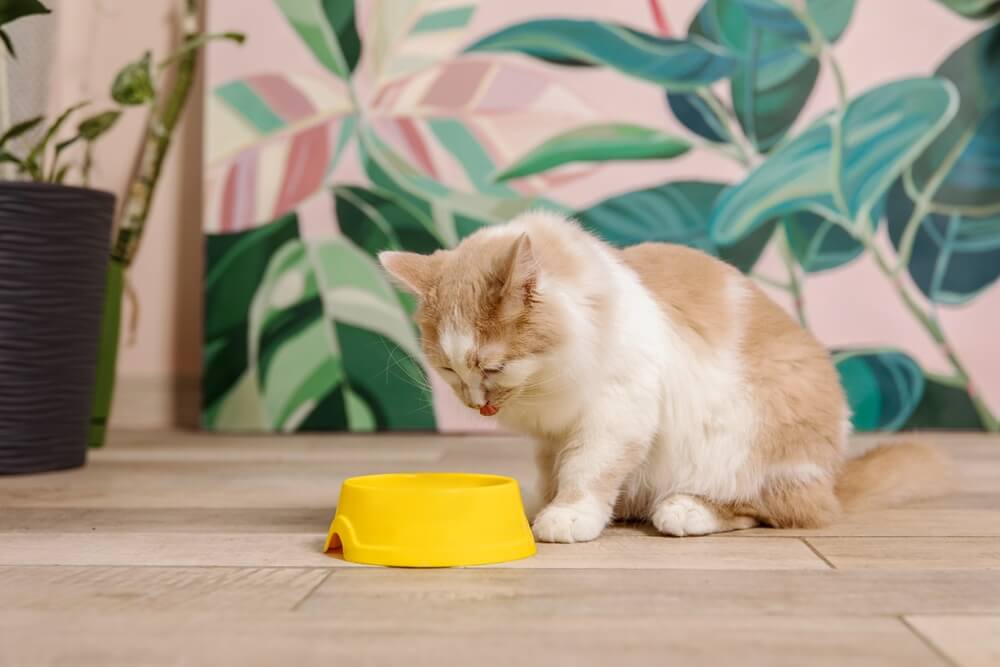 Chat domestique mangeant dans un bol