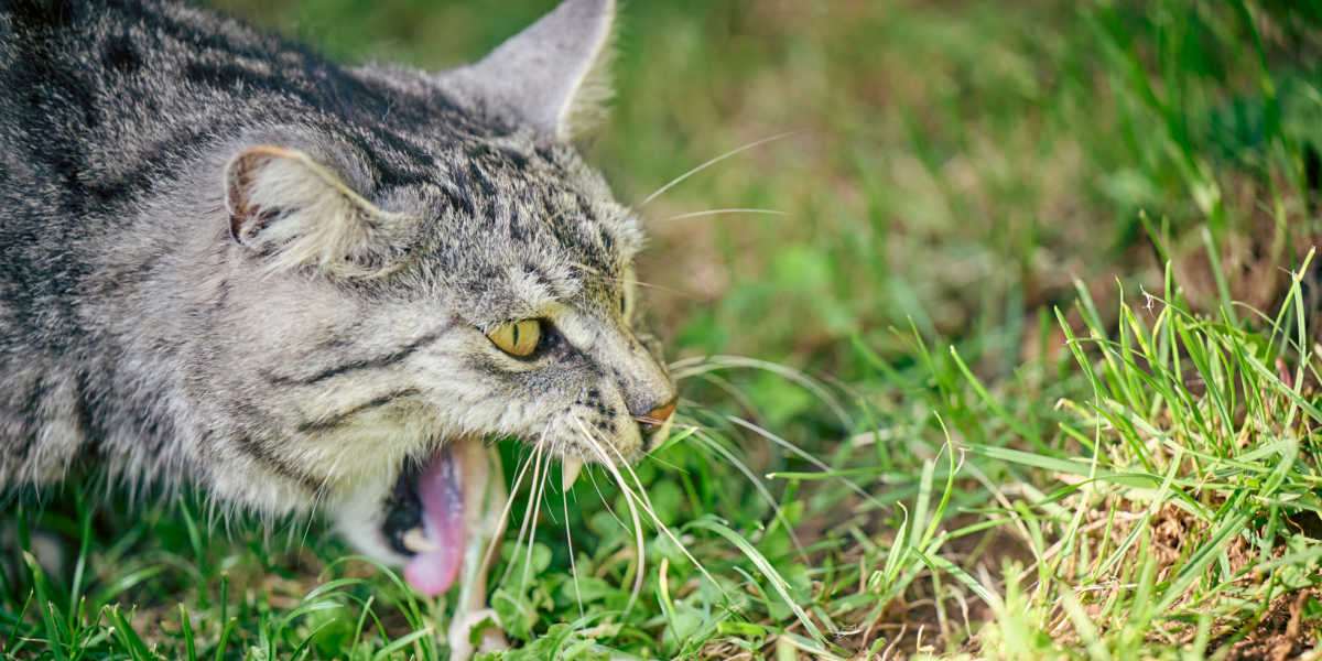 Un chat domestique photographié à l'extérieur, avec de l'herbe en arrière-plan, à côté d'un petit tas de vomi. L'image capture un comportement courant où les chats peuvent ingérer de l'herbe pour provoquer des vomissements, facilitant potentiellement la digestion ou éliminant des substances indésirables de leur estomac.