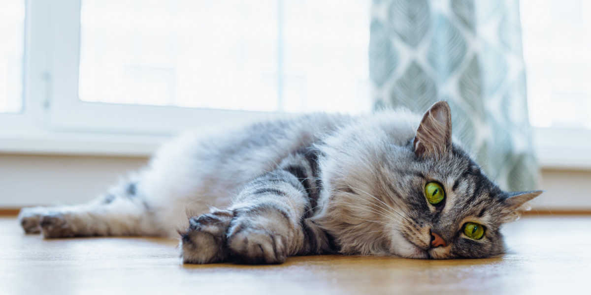 Chat Maine Coon aux yeux verts captivants reposant sur un parquet en bois.