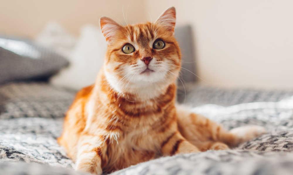 Une image d’un chat orange se prélassant dans un lit confortable.