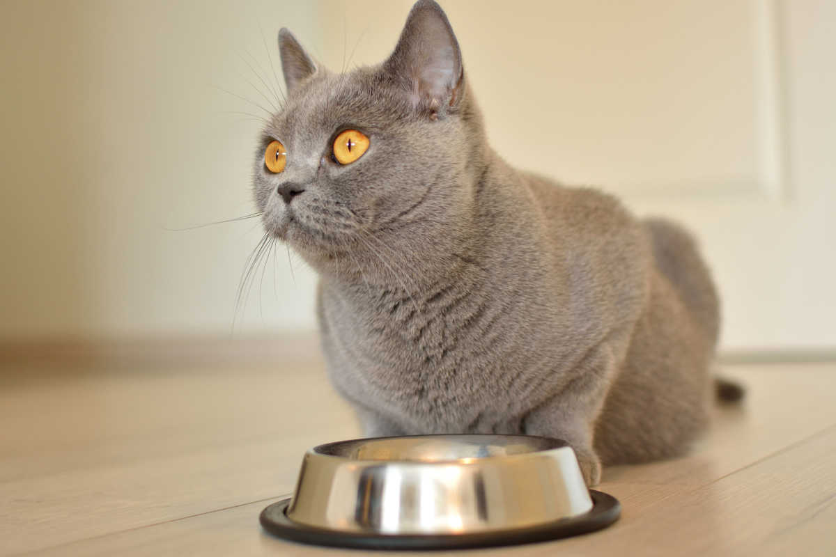 Chatte British Shorthair enceinte en train de manger