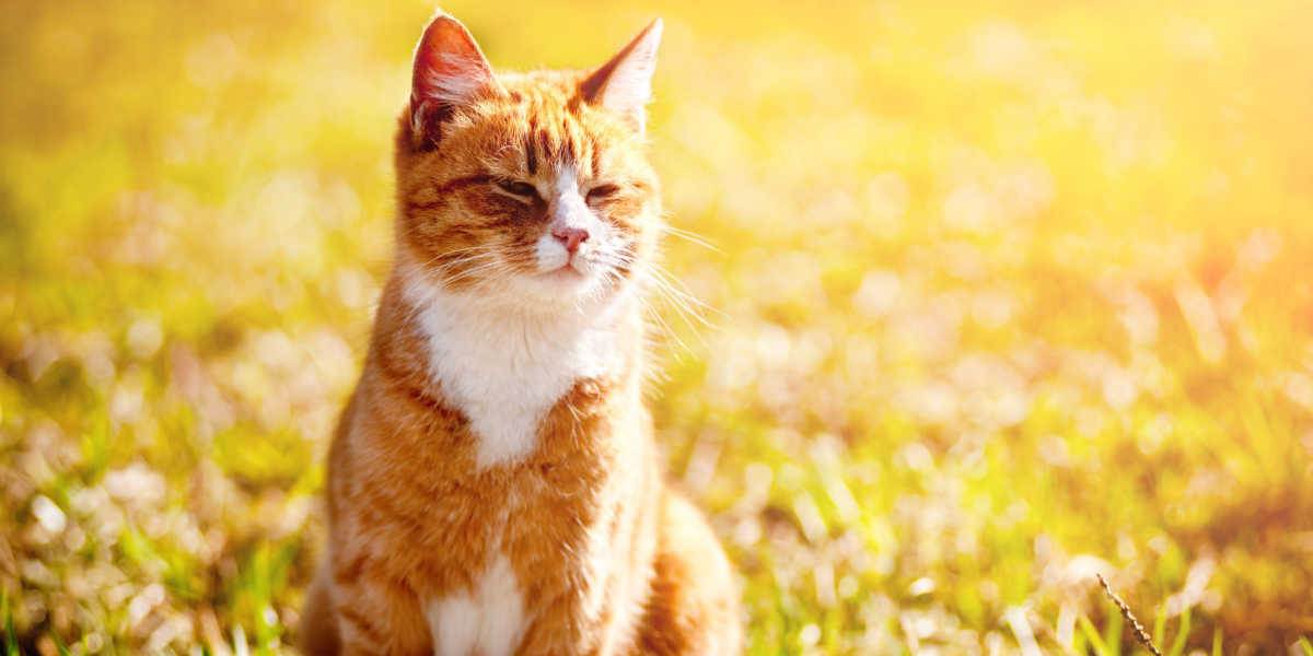 Chat roux louchant sous le soleil éclatant