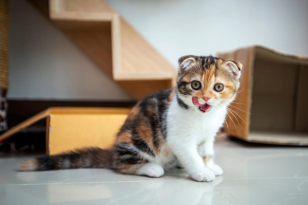 Les chats Scottish Fold jouent dans la maison