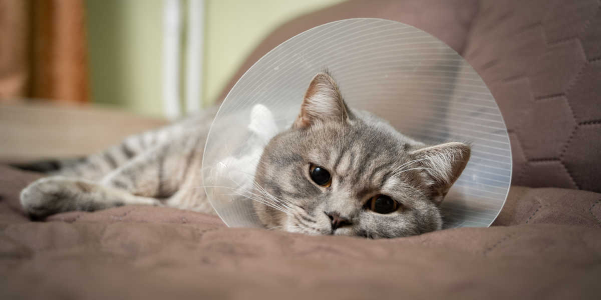 Une image d'un chat dormant paisiblement tout en portant un collier