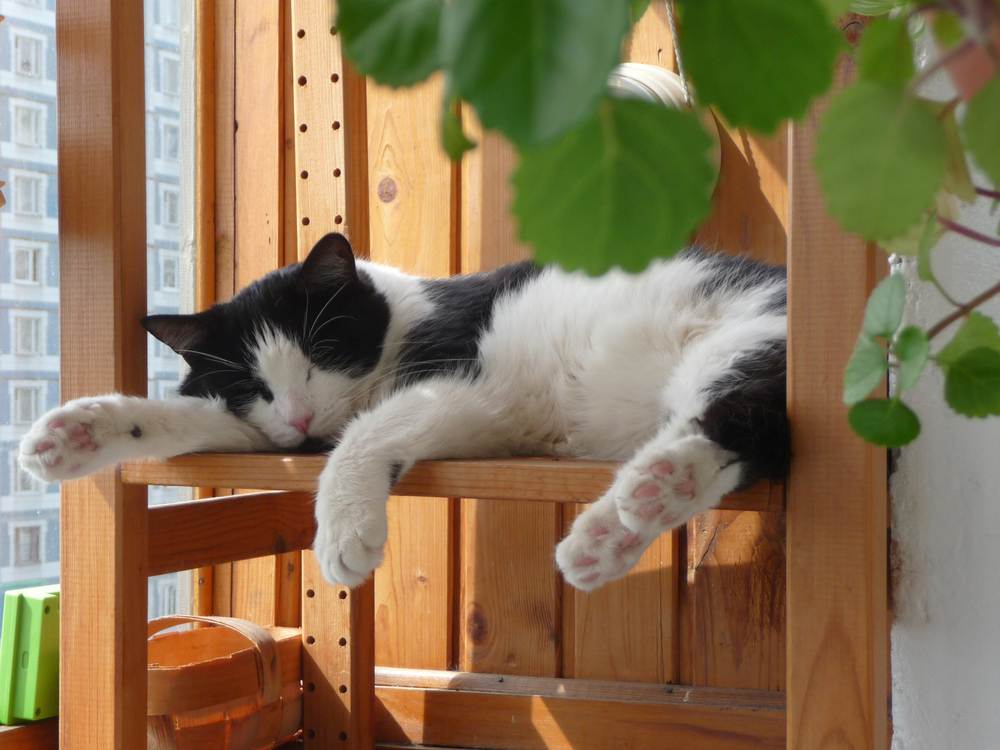 Chat endormi sur le balcon