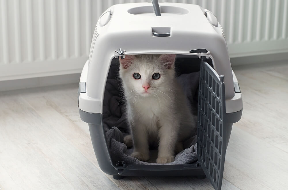 Petit chat blanc duveteux dans une cage de transport pour animaux de compagnie