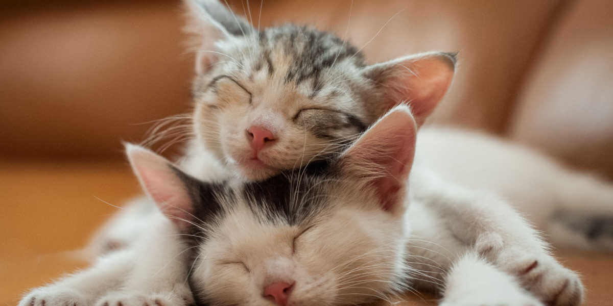 Deux chatons dorment sur un canapé