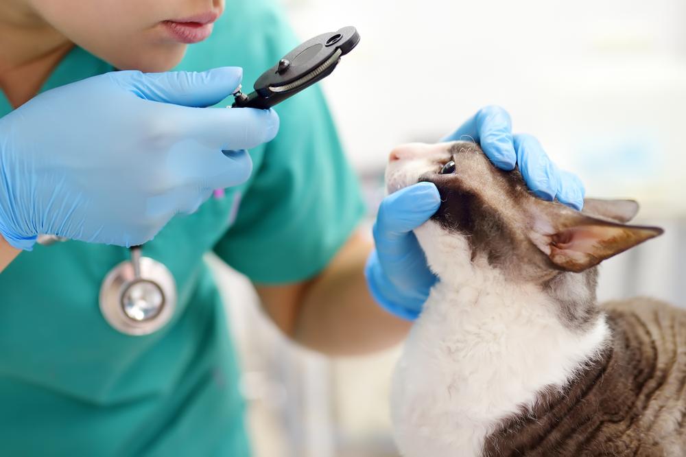 Un vétérinaire attentif effectue un examen de la vue sur un chat, en utilisant un ophtalmoscope pour évaluer soigneusement la santé oculaire du chat et assurer son bien-être.