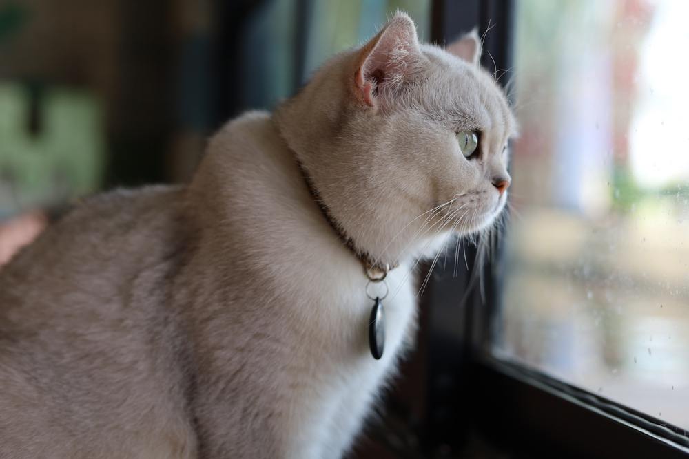 Chat blanc vigilant à la fenêtre