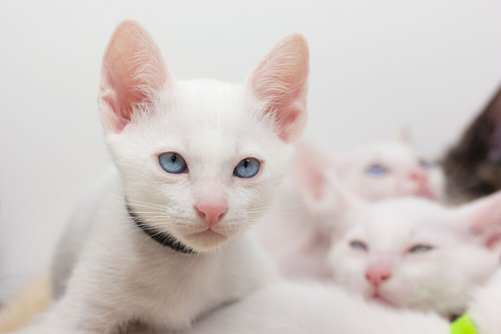 Chatons blancs aux yeux bleus