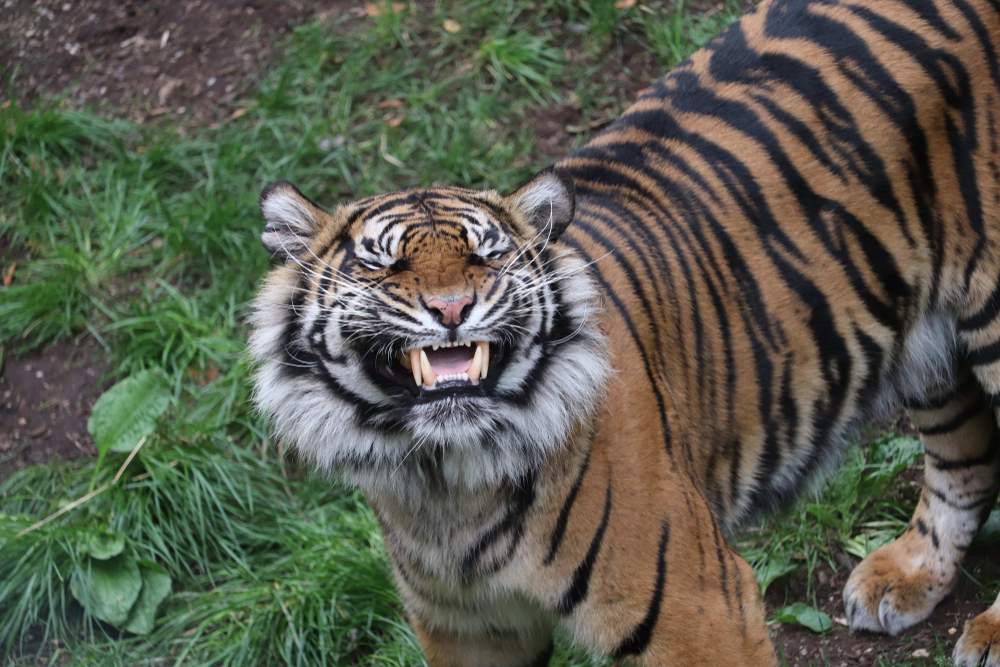 Réponse de Flehmen, gros chat