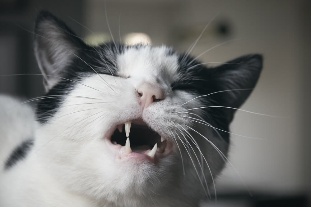 chat noir et blanc grimaçant