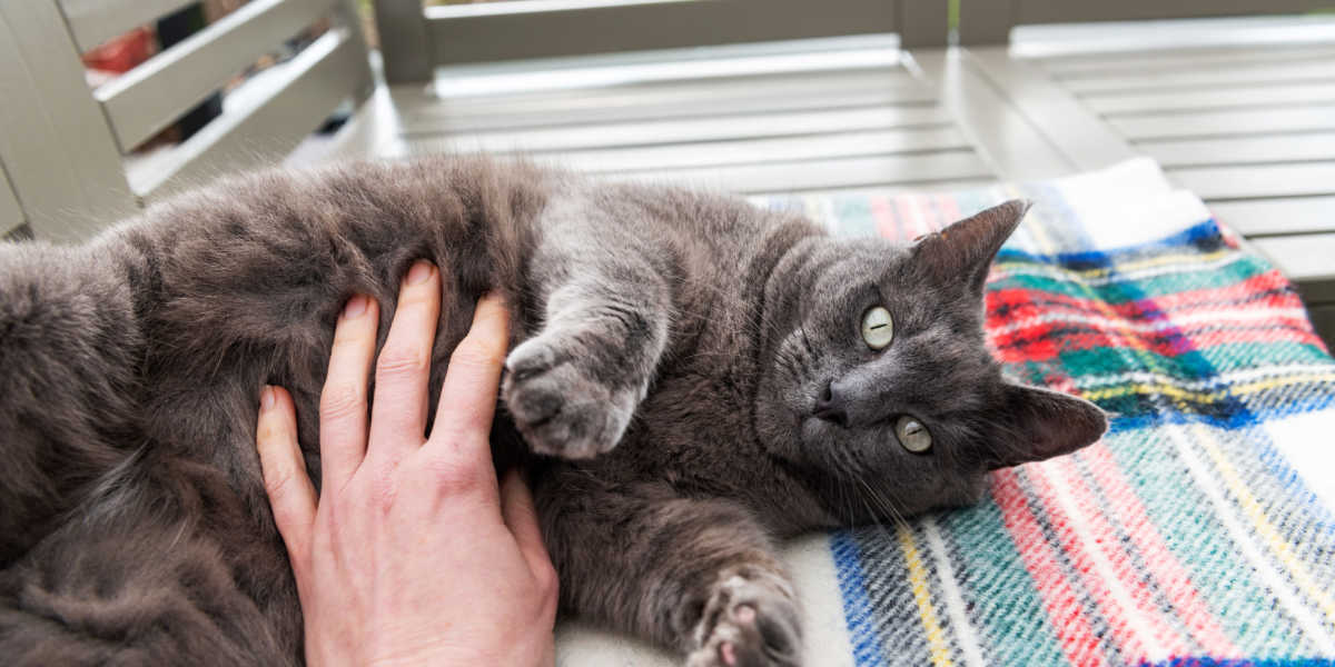 Sentir le ventre du chat gris