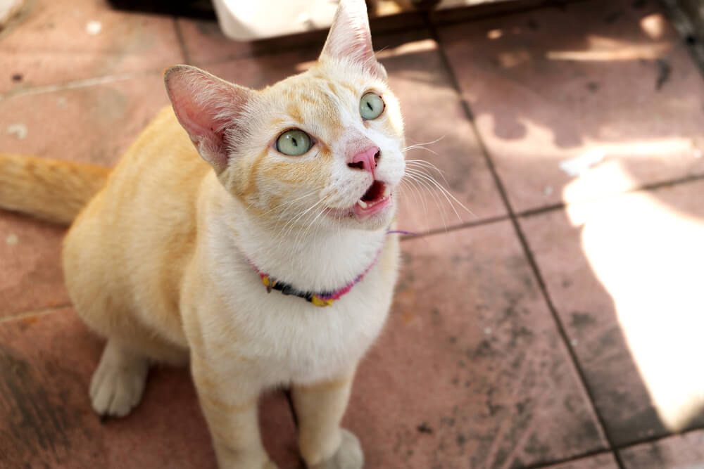 Une image captivante capturant un chat en plein miaulement, la bouche grande ouverte et les cordes vocales engagées, alors qu'il communique à travers son langage félin distinct et expressif.