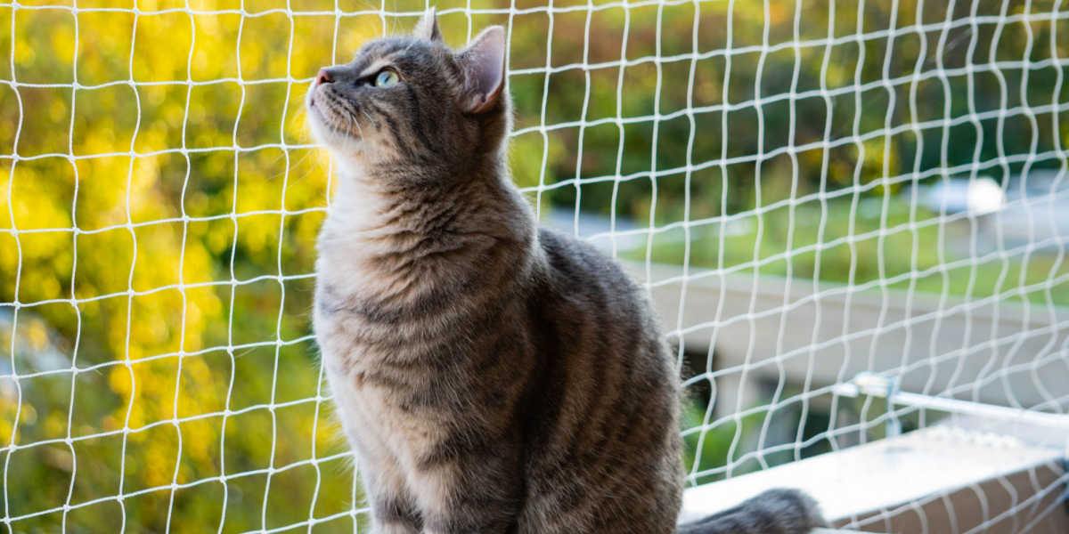 Un chat sur un balcon, profitant de la vue et de l'air frais.