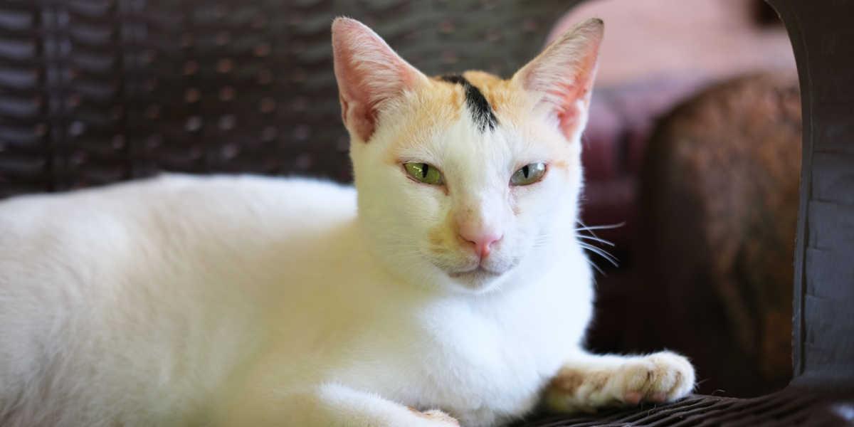 Un chat confiant et intense assis sur un banc, regardant avec une expression féroce sur son visage, dégageant une forte aura d'indépendance et de détermination.