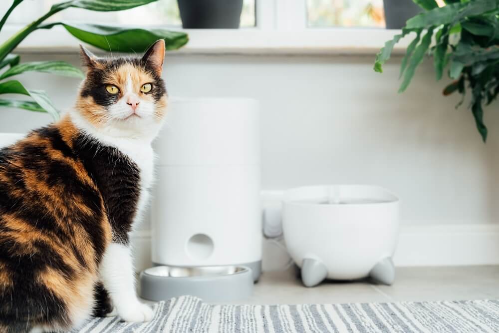 chat attendant de la nourriture près d'une mangeoire intelligente