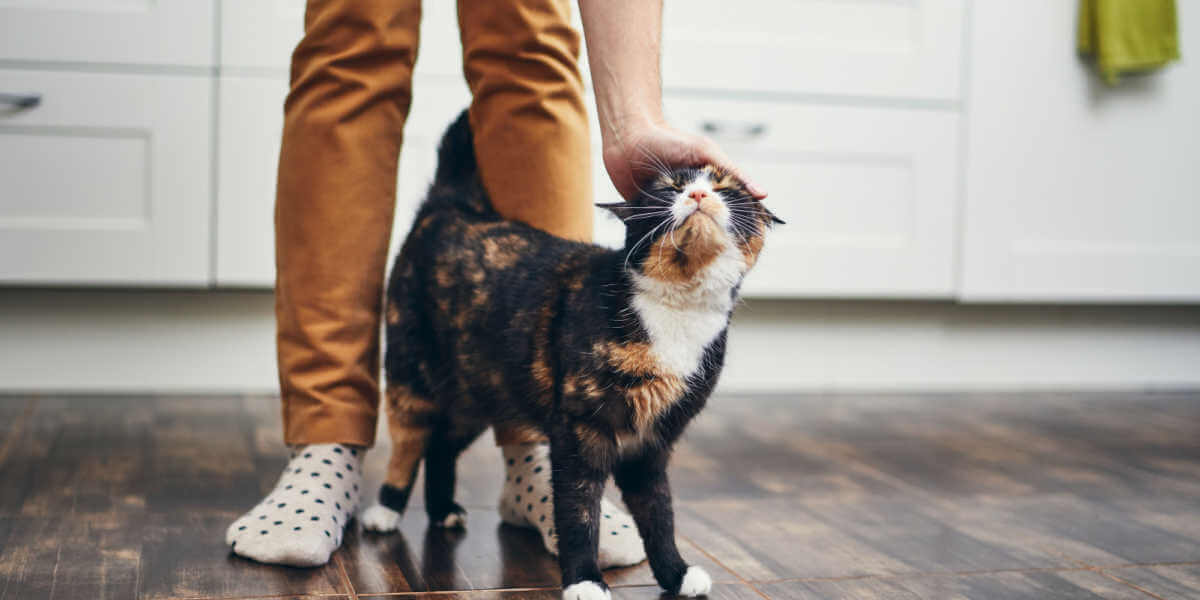 chat tissant autour des jambes d'une personne