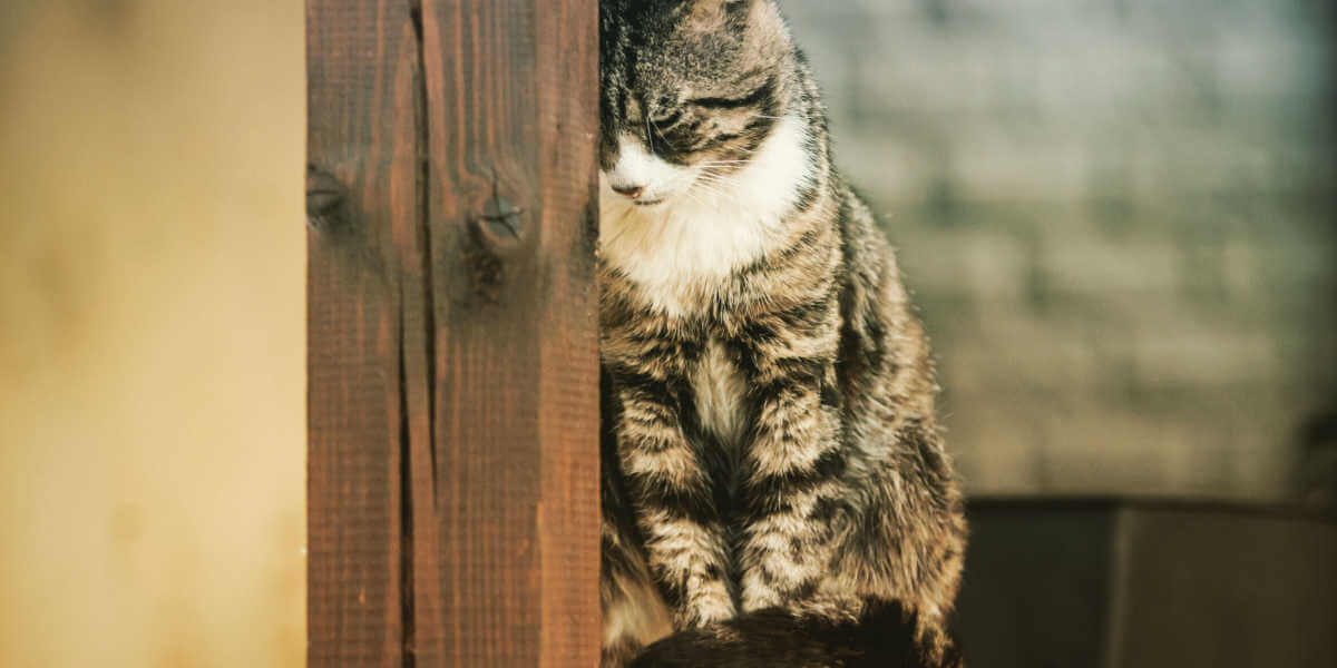 chat appuyant sa tête contre le mur