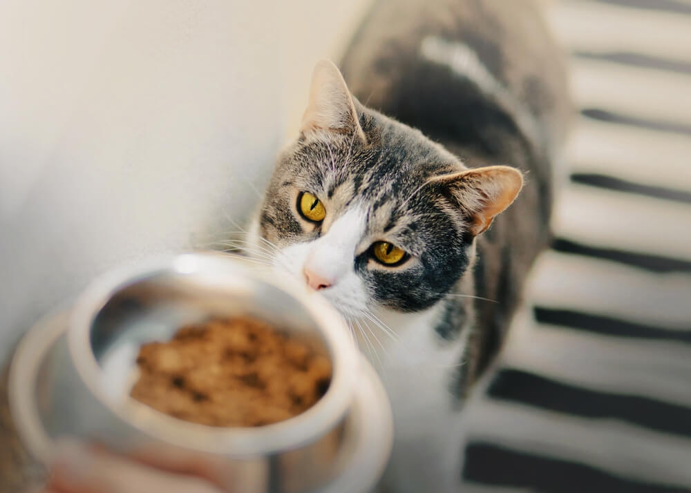 chat domestique rayé affamé