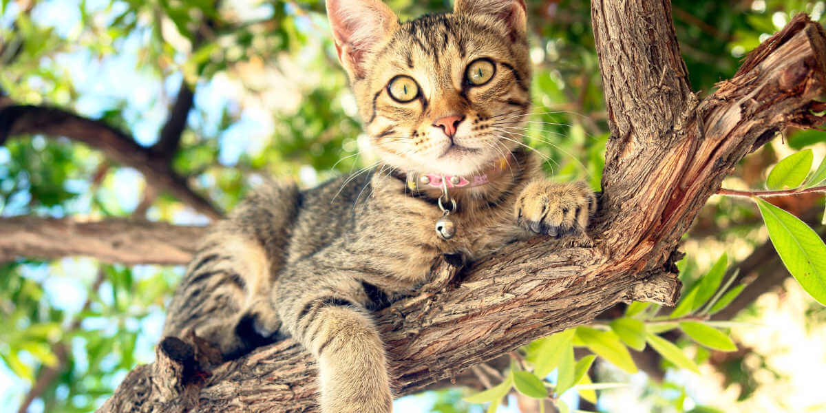 chat dans un arbre