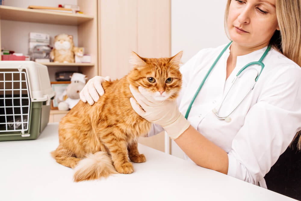 Un vétérinaire ou un médecin utilisant un stéthoscope pour examiner un chat lors d'un examen vétérinaire.