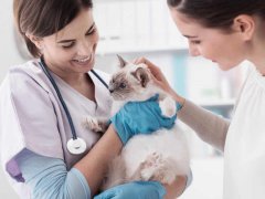 veterinarian holding a beautiful cat after examination