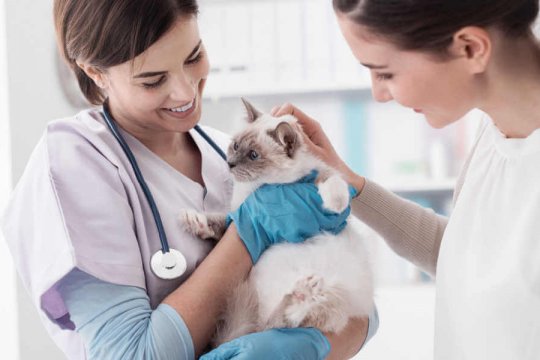 Mon chat ne me fait pas confiance après une visite chez le vétérinaire : est-ce normal ?