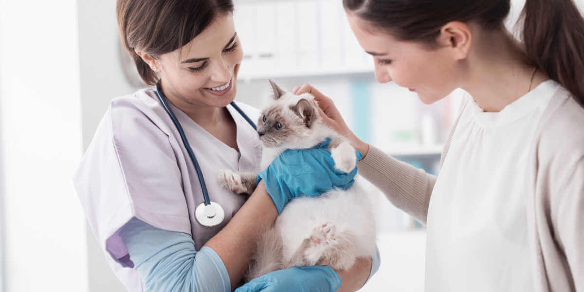 vétérinaire tenant un beau chat après examen