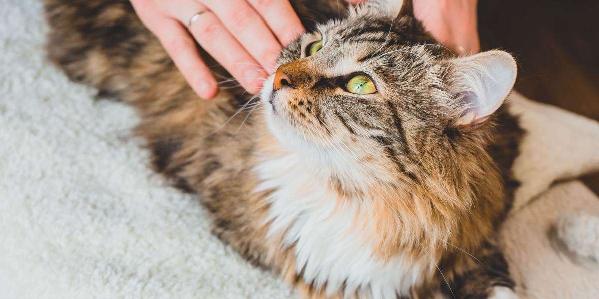 Une photo capturant le dos d'un chat en plein mouvement, mettant en valeur l'action réflexe intrigante souvent déclenchée par des stimuli sensoriels, créant un moment de curiosité et de mouvement.