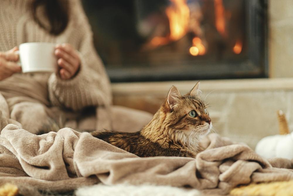 Chat mignon allongé sur une couverture douillette