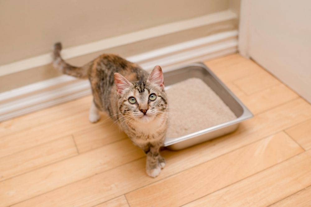 Chaton tigré joyeux à côté d'un bac à litière.