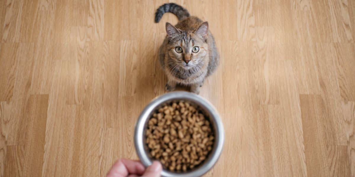 Une main d'homme tenant une poignée de granulés de nourriture sèche pour chat.