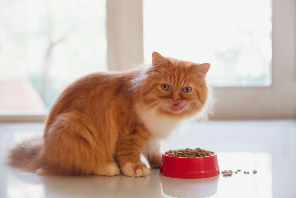 Un chat persan royal savourant délicatement un repas de nourriture sèche pour chat.