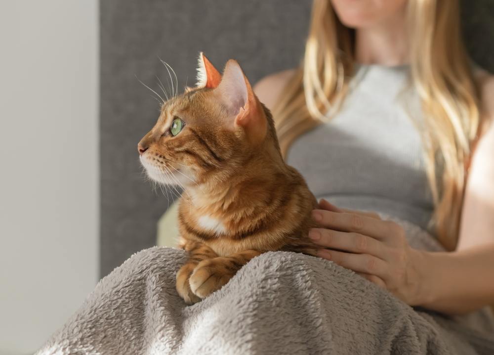 Le chat domestique est situé sur les genoux de son propriétaire