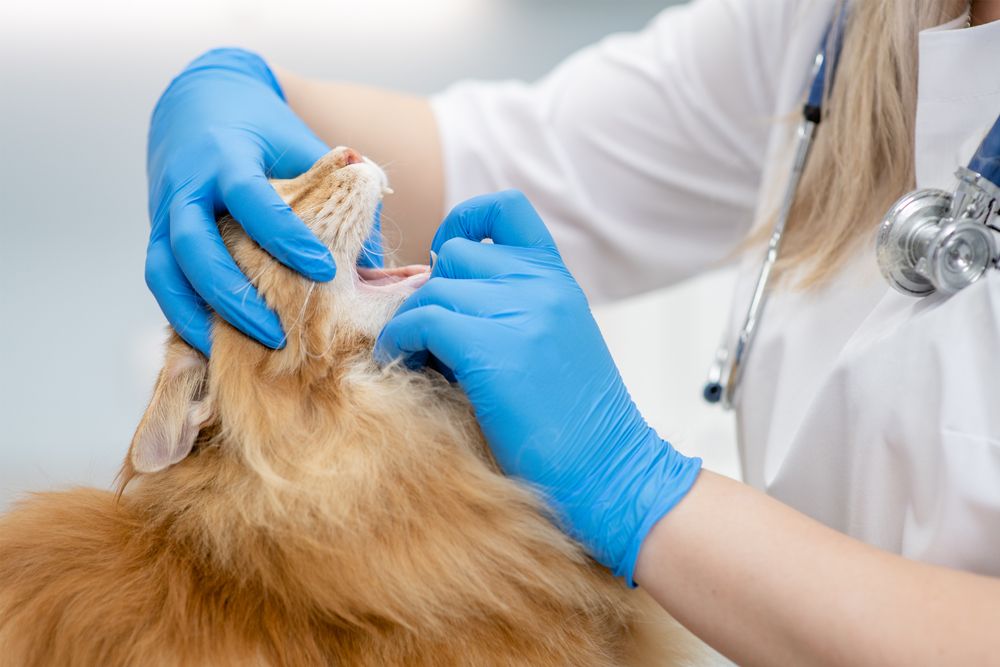 Un vétérinaire examine la bouche d'un chat Maine Coon