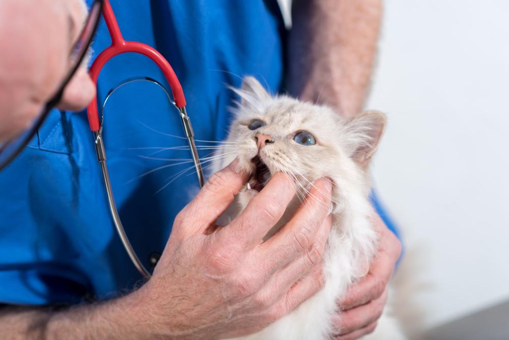 Vétérinaire examinant les dents d'un chat