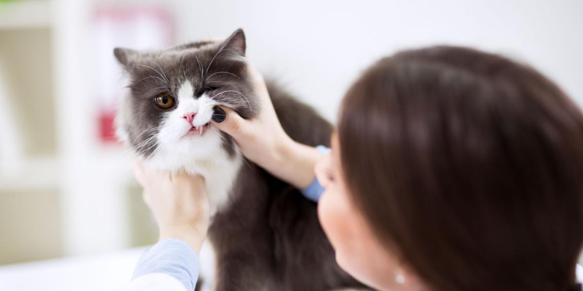 Vétérinaire examinant les dents d'un chat persan