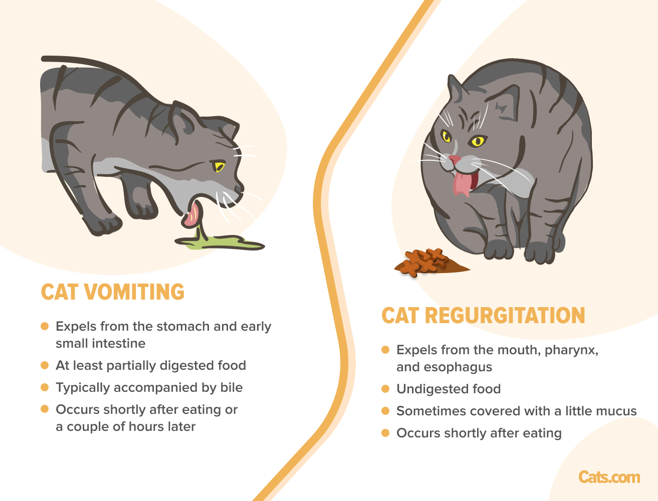 Illustration informative illustrant la différence entre le vomissement et la régurgitation chez le chat. Le vomissement, illustré à gauche, est constitué d'aliments partiellement digérés et a souvent une consistance liquide. La régurgitation, illustrée à droite, est constituée d'aliments non digérés expulsés de l'œsophage sans les fortes contractions abdominales associées aux vomissements.